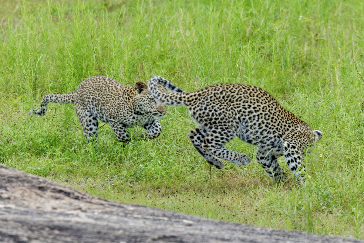 mala_mala's tweet image. Leopard cubs 🧡 #safari #leopard