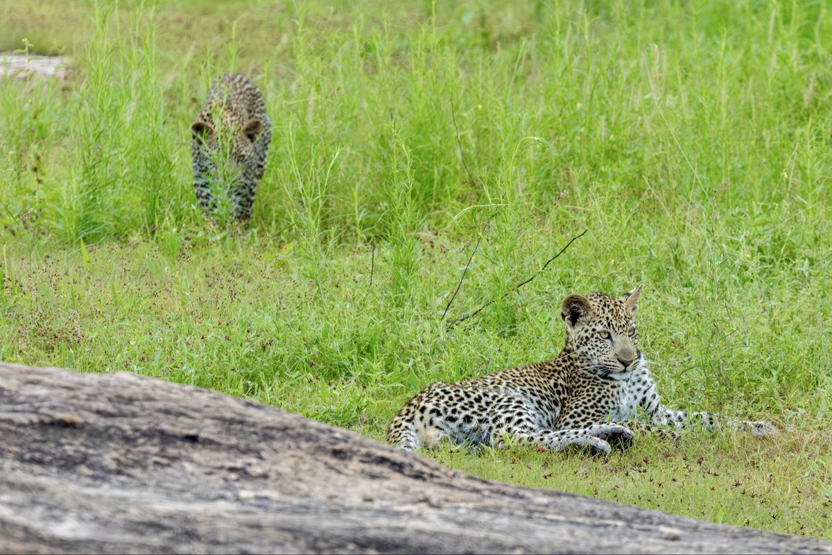 mala_mala's tweet image. Leopard cubs 🧡 #safari #leopard