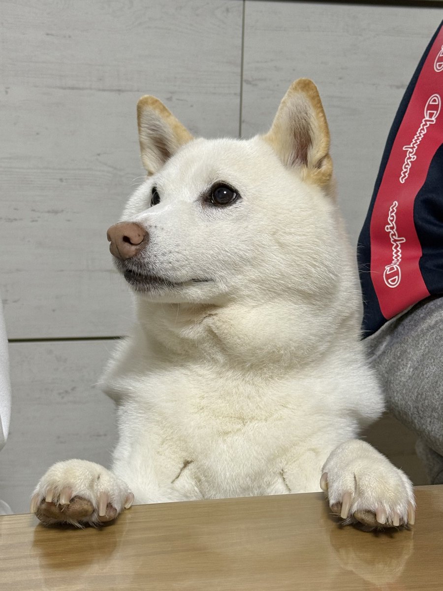 チョビ (@sirosibainu) / Posts / X