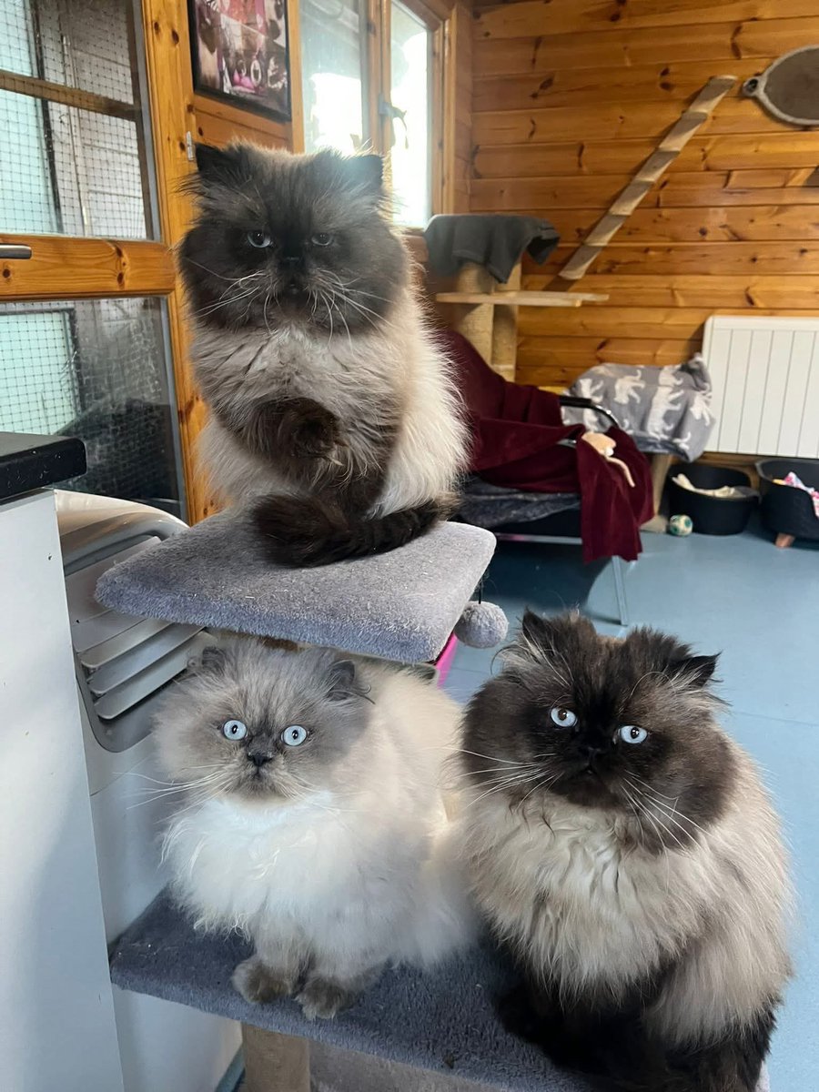 Four Persian cats looking for their new homes - the fourth is camera shy 😸
All males, will be homed in two pairs.
They are beautiful but their new owners will need to be aware of the extra care and attention Persian cats need.
1/2