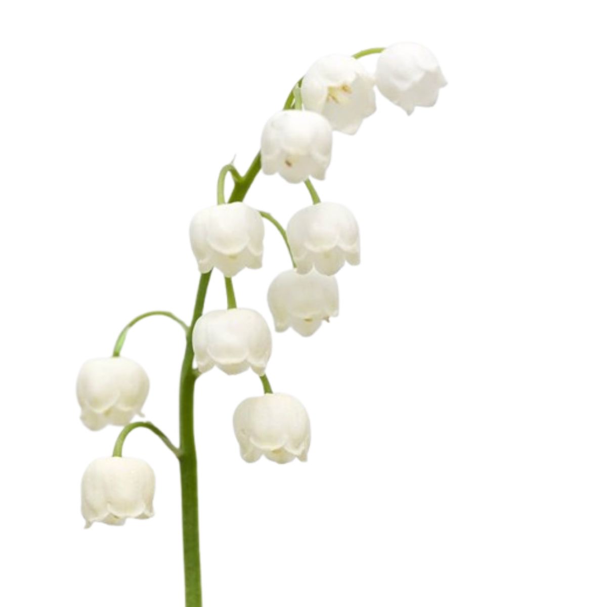 daily_object__'s tweet image. Daily Object #633:

Lily of The Valley