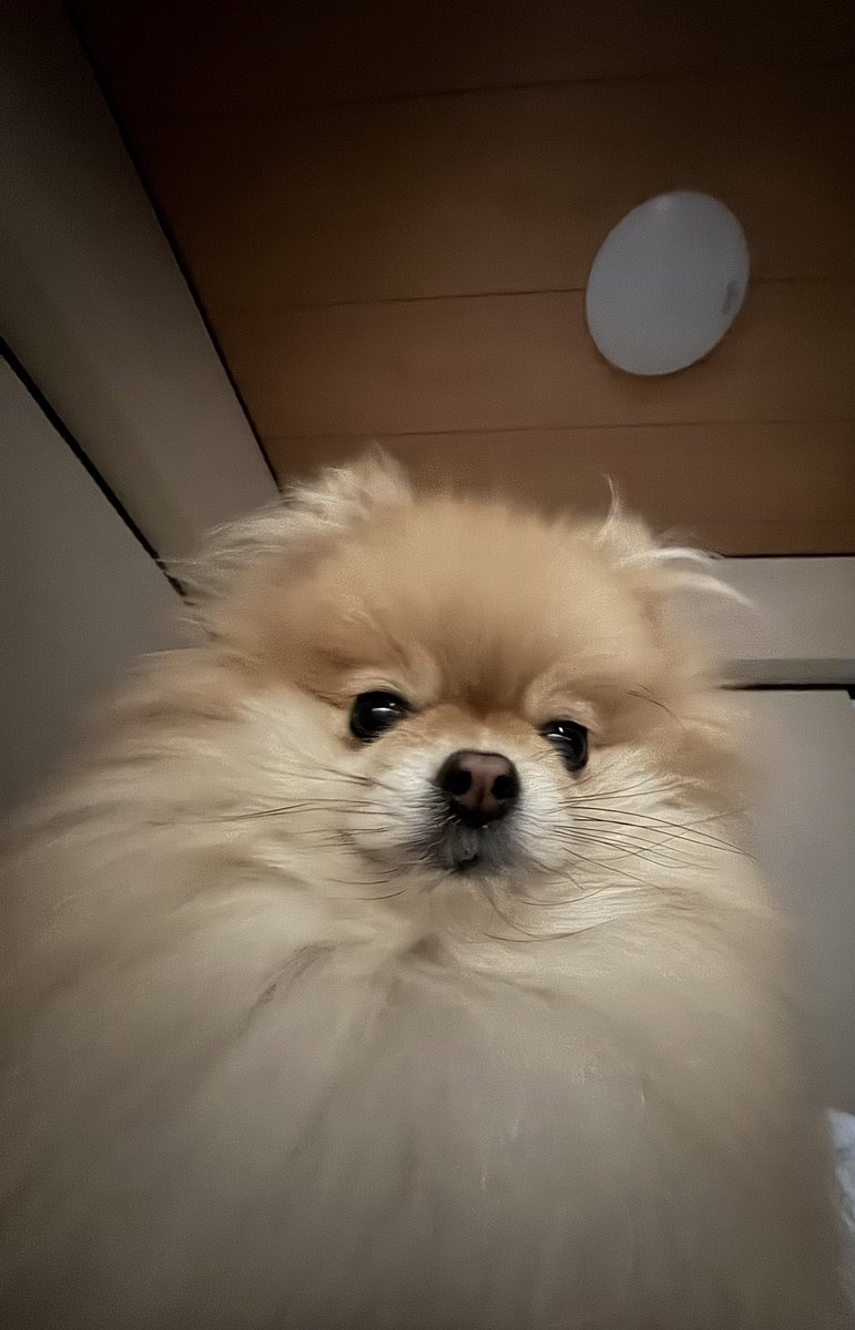 nagomi_kedama's tweet image. しっ、静かに！
目が覚めたか？俺だ、助けに来た
もう一度お正月休みをやり直すんだ！