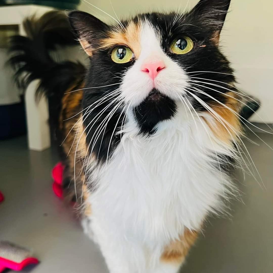 Lisa Clayton - Penny , Polly and Angel Snowball tweet media