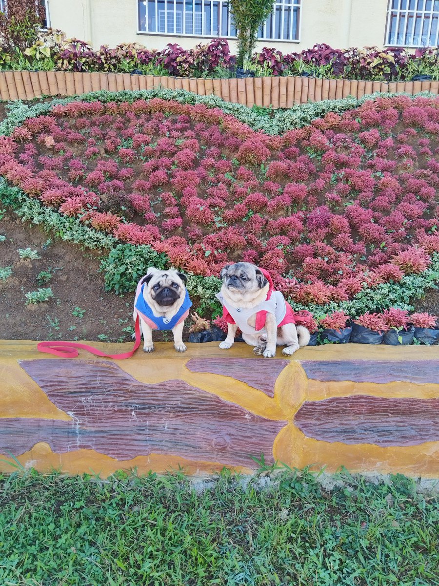 GoodiesGalore01's tweet photo. I hope you have a pugly day
#pug #puglover #PuggieG #puglife #puglove #pugs #pugsforlife #dog #dogs #fun #like #repost #share #retreat https://t.co/wzdDtwrUfj