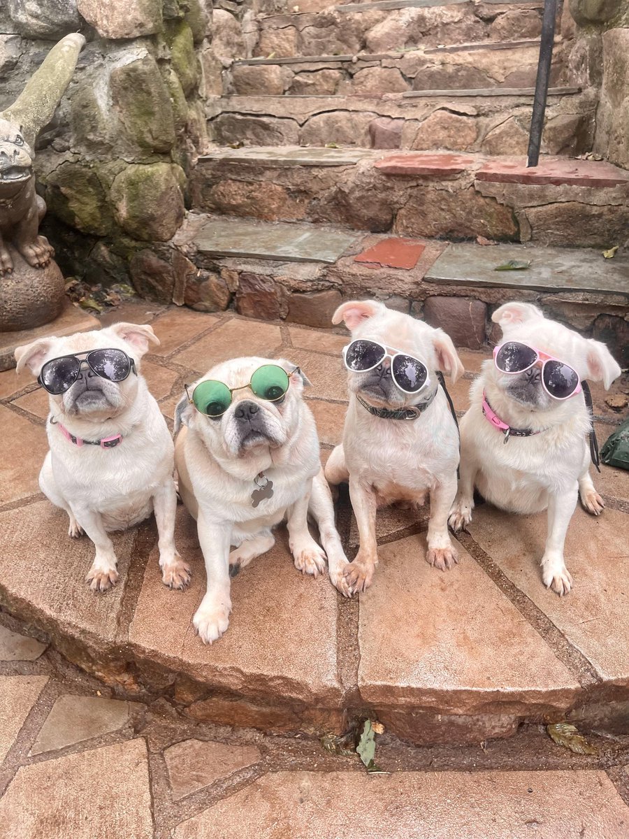 GoodiesGalore01's tweet photo. Check out this pug squad
#pug #puglover #PuggieG #puglife #puglove #pugs #pugsforlife #dog #dogs #fun #like #repost #share #retreat https://t.co/B6Qas7uQvn