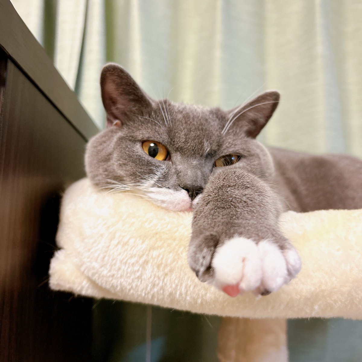 本日の握手会🤝
#猫のいる幸せ 
#ブリティッシュショートヘア 
#猫がいる生活 #猫好きさんと繫がりたい #猫がいる暮らし #猫 #cat #ねこ