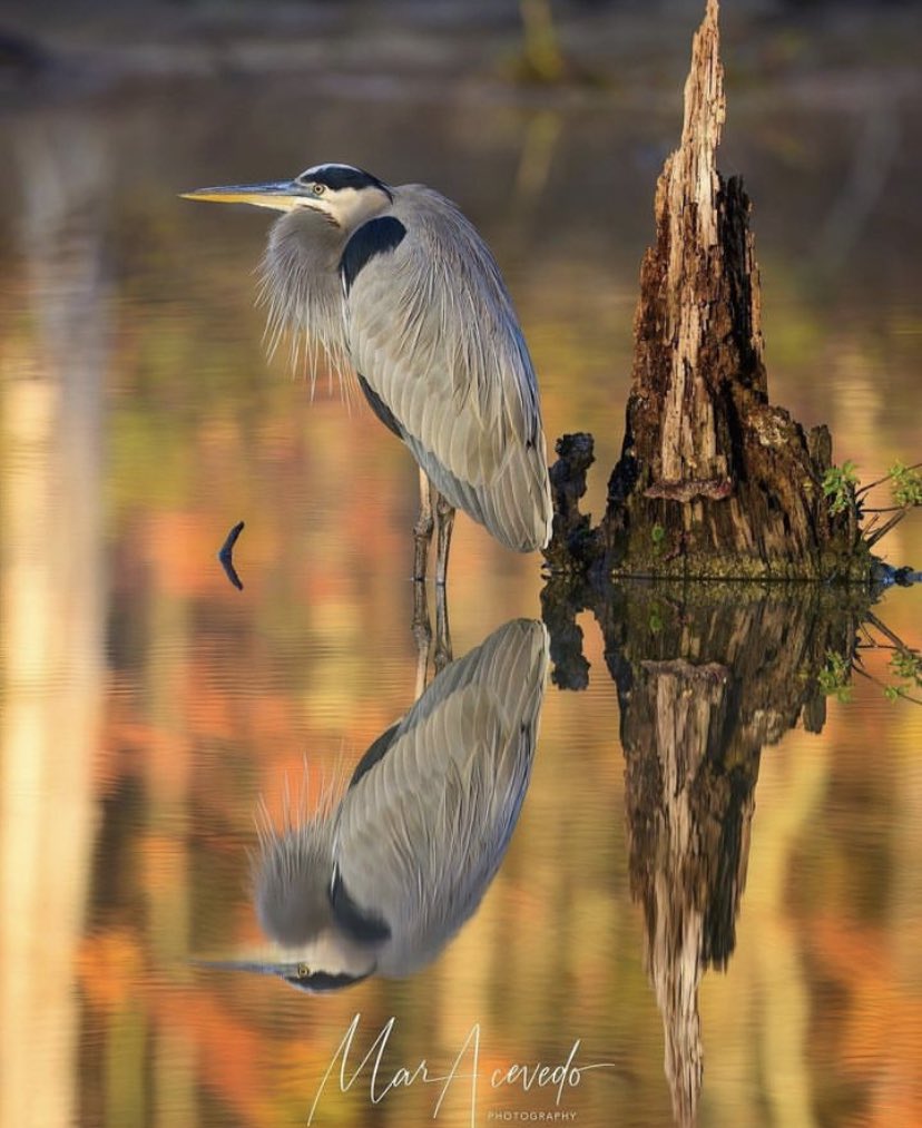 The great blue heron (Ardea herodias) is a large wading bird in the heron family Ardeidae, common near the shores of open water and in wetlands over most of North and Central America, as well as far northwestern South America, the Caribbean and the Galápagos Islands.! 📸…