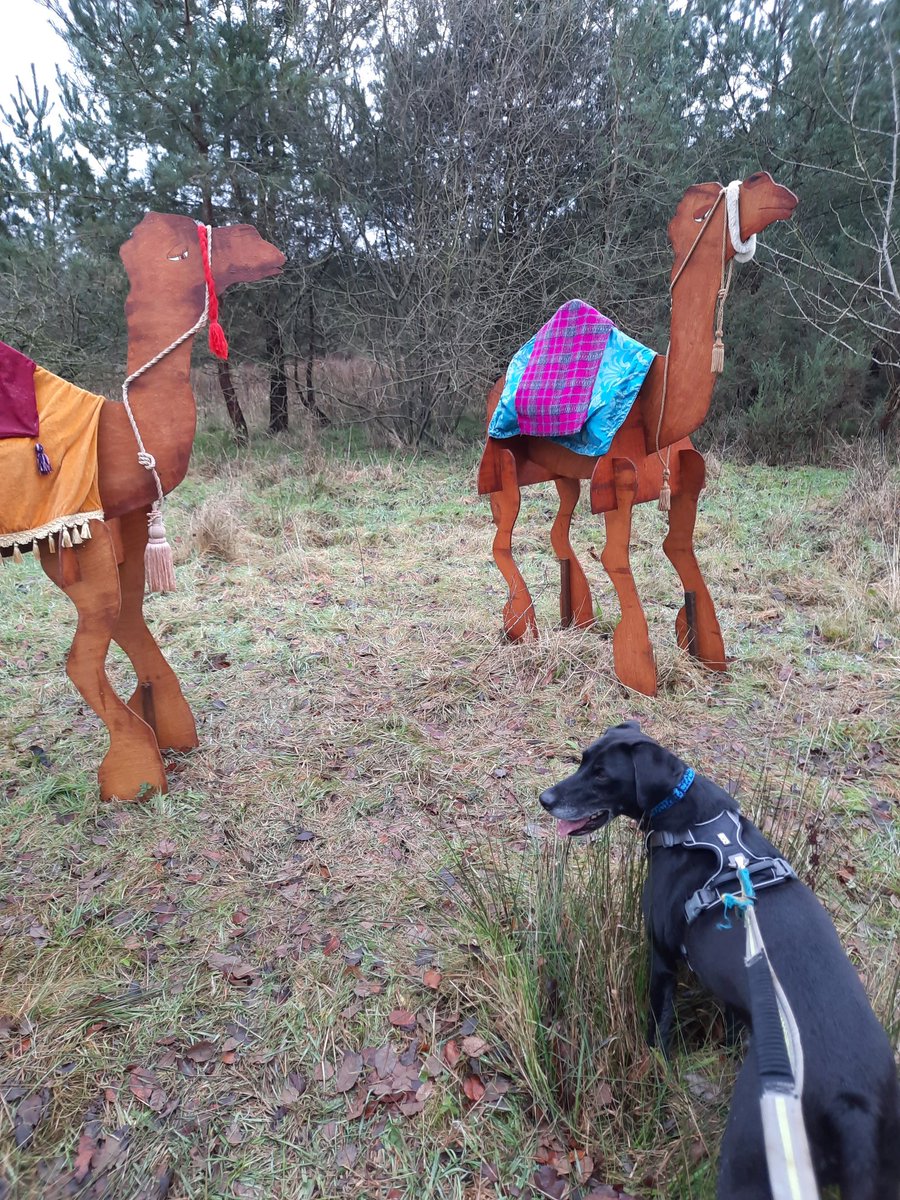 NotBadForHerAge's tweet image. Spotted these camels while out running this morning. I don't think they're native to @WatchtreeNR ☺️🐫🐫🐶🏃🏻‍♀️ #sundaymorningrun #Fred #runningwithdogs #dogsoftwitter