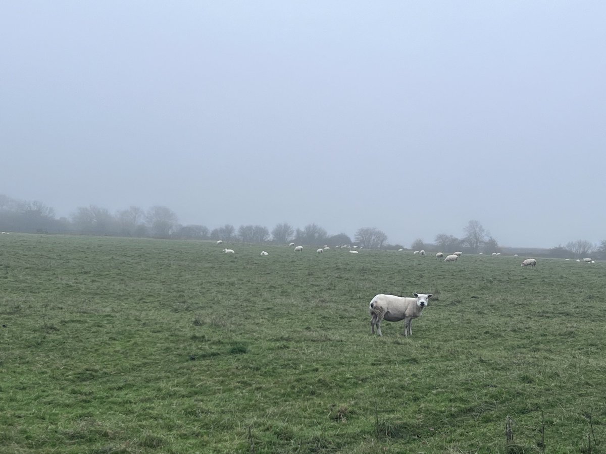 dameyveb's tweet image. Even the sheep cannot believe this weather #morningrun ⁦@stevewashbourne⁩ ⁦@RavyGabrria⁩ #farfromthemaddingcrowd #wetthru