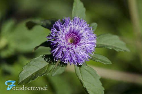 DeputadoBacelar's tweet image. #BiomaBrasileiro #Caatinga #FloresDaCaatinga