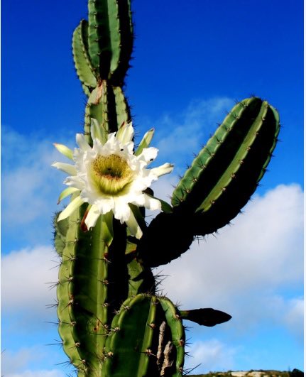 DeputadoBacelar's tweet image. #BiomaBrasileiro #Caatinga #FloresDaCaatinga