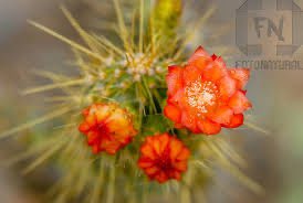 DeputadoBacelar's tweet image. #BiomaBrasileiro #Caatinga #FloresDaCaatinga