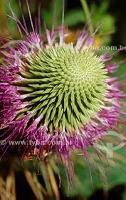 DeputadoBacelar's tweet image. #BiomaBrasileiro #Caatinga #FloresDaCaatinga