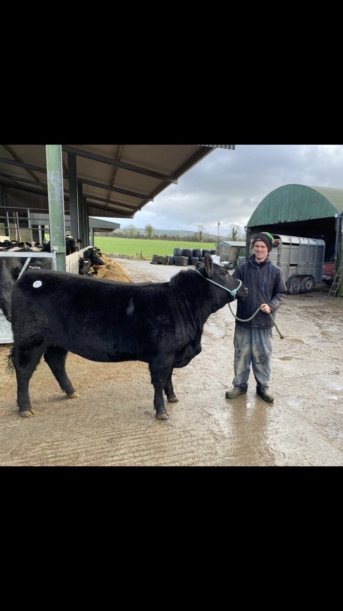 New addition to the place clonguish vera hopefully be able to get a few nice calves for use on our own dairy herd and others in the future🤞#irishangus#irishdairy#dairybeef