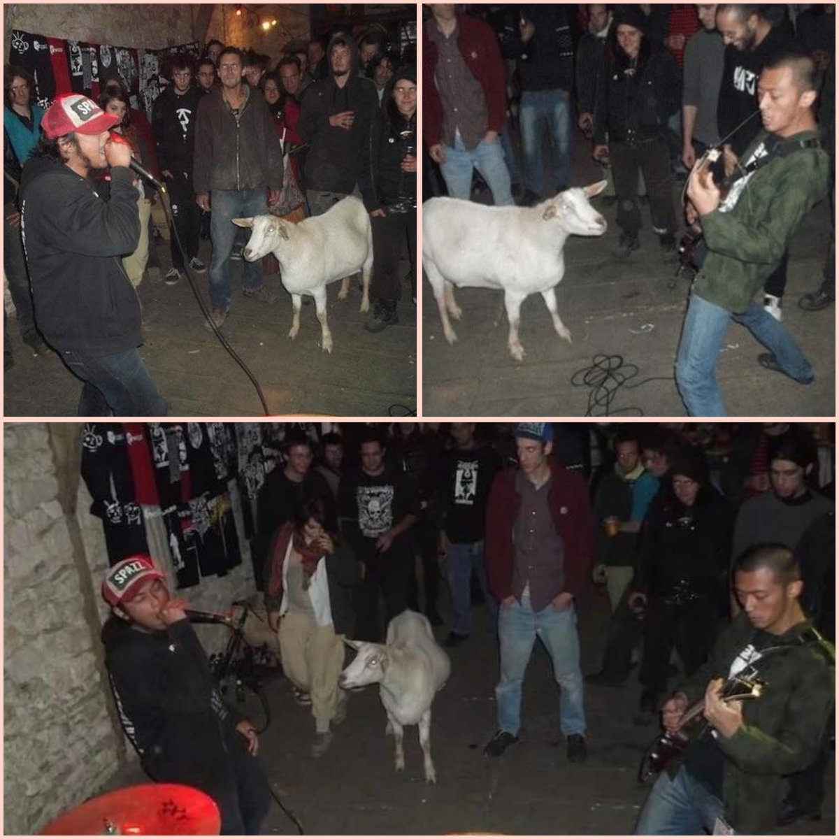 Biquette was a goat that was sold to an abattoir after she stopped producing milk but was rescued by musicians and spent the remainder of her life watching grindcore bands. 

She could come and go from the venue but chose to hangout and watch the bands
