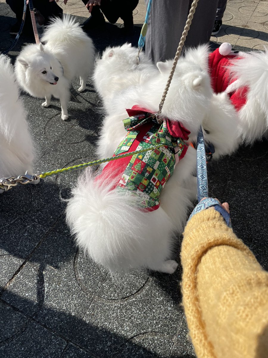 moenami0512's tweet photo. ワンだらけ行って来たよ^ - ^スピッツオフ会有ったから僕は参加したよ^ - ^同じ犬舎ののスピッツに出会って…僕…もう叔父さんなんだって…少し複雑かも…でも楽しかったから良しかなぁ(^^) https://t.co/ZckbvOJmix