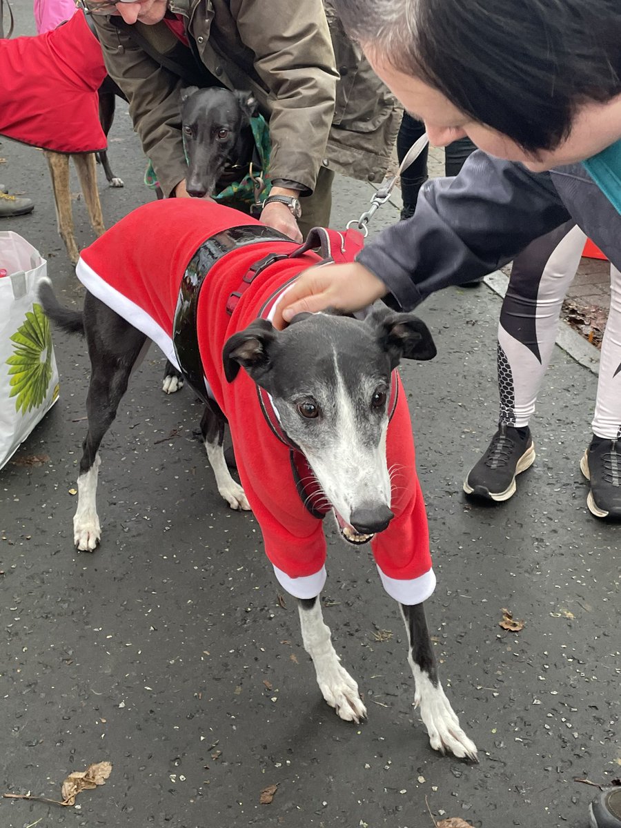 GreyhoundRFife's tweet photo. Festive #GreyhoundsAssemble
Super turnout at #PittencrieffPark for our #Greyhound festive walk If u see us do say hi 👋🏽🐾We will be raising funds for #GRF lots of goodies for sale, plus a raffle🙏🏽. #sundayvibes #ChristmasGreyhounds #Dunfermline #Greyt #Festivewalkies #Santapaws https://t.co/62DDC9GuUu