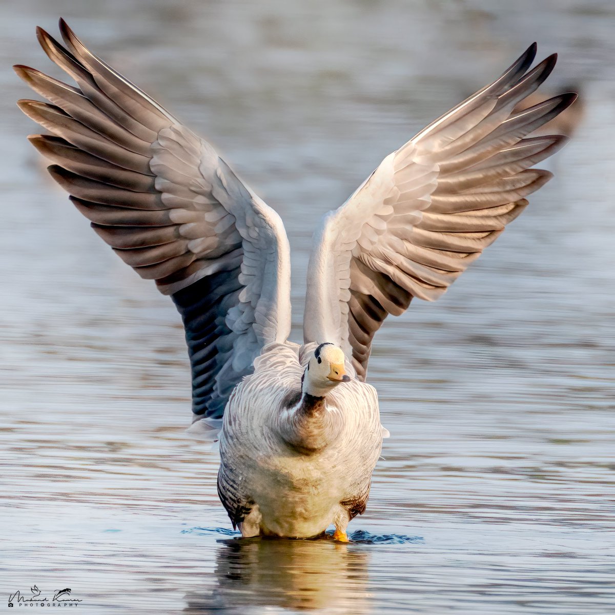 Bar-headed Goose Surajpur wetland. 

#birding  #Birds #birdwatching
#photography #natgeoyourshot #natgeo #natgeowild #yourshotphotographer #TwitterNatureCommunity #NaturePhotography