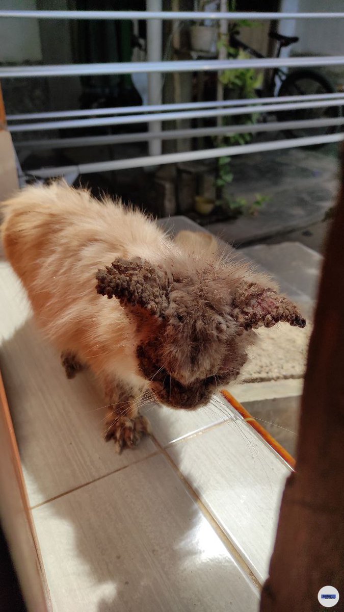 /jbrfess/ rek tolong bantu kucing terlantar yg datang ke rumahku. Dia kena gudikan parah bgt dan aku gabisa urus soalnya ada kucing hamil di rumah takut nular. Dananya juga ga sedikit buat sembuh total. Terserah mau sumbang berapa yg penting dia masuk vet dulu 🥺