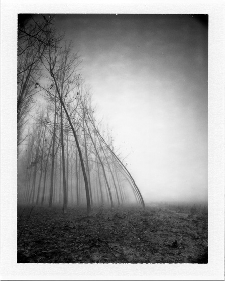 Water And Wind, The Force Of Nature by Pierre Pellegrini #blackwhite #blackandwhitephoto #fujifilm #blackandwhite #photography #bnwphotos #shootinfilm #shotwithlove #forest #instant #vegetal #film #blackandwhitephotography #bnw_perfection… artlimited.net/11524/art/phot…