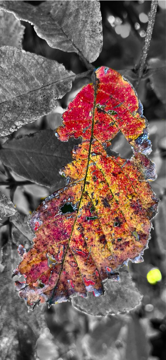 risataku's tweet photo. 枯葉の記憶🍂
パートカラーフォト

また明日🙏

#紅葉🍁
#ipadとpencilでトライ🖊️
#TLを花でいっぱいにしょう 
#パートカラー写真
#PartialColor 
#キリトリセカイ
#写真好きな人と繋がりたい https://t.co/uRSQPrBPmh