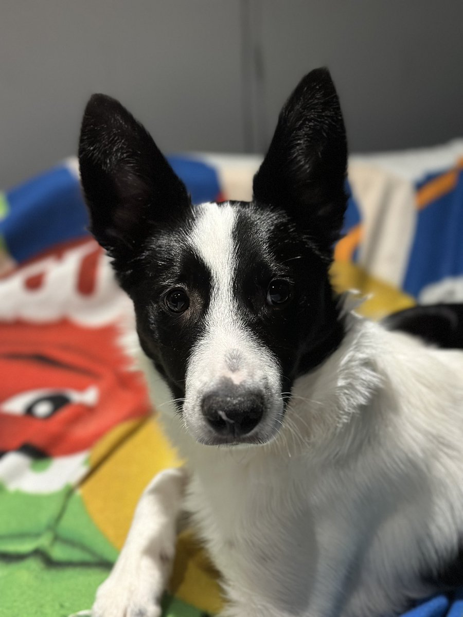 VictoriaPrice9's tweet photo. Geoff has joined our family in time for Christmas π #rescuedog #colliepup #AdoptDontShop β€οΈ https://t.co/6J92lxcTqL