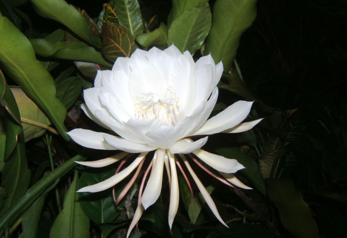 Did you know?

This flower is called 'Queen of the night'.
It's specialty is it only blooms for few hours in whole year.

& the best part is it is actually 'Priceless'. 

#FLOWER #Queenofthenight #nature #NatureBeauty #NaturePhotography #INFO