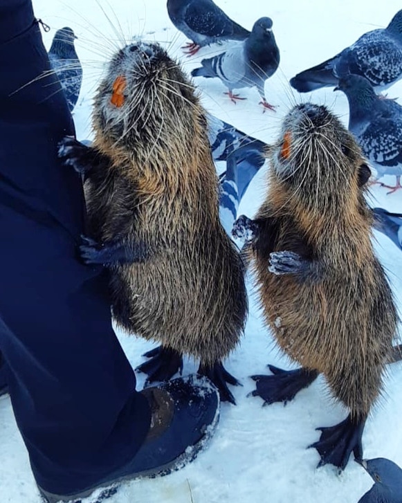 These litte #coypu were so friendly. They live along the edge of the river in #Prague