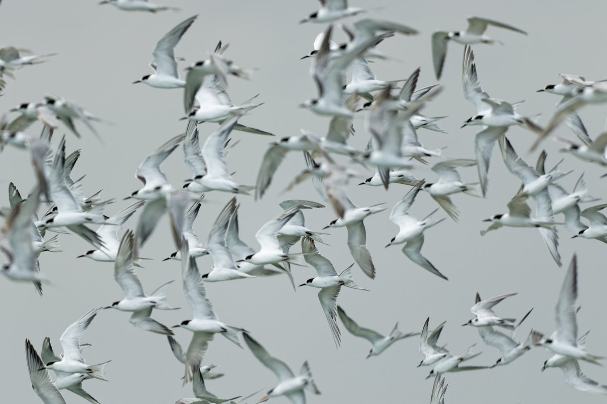 JWTHogg's tweet photo. A flock of Common Terns wheel past a roost…

BD point, Mozambique

#BirdsSeenIn2023 #birds #birding #terns https://t.co/B1N3FDJVWn