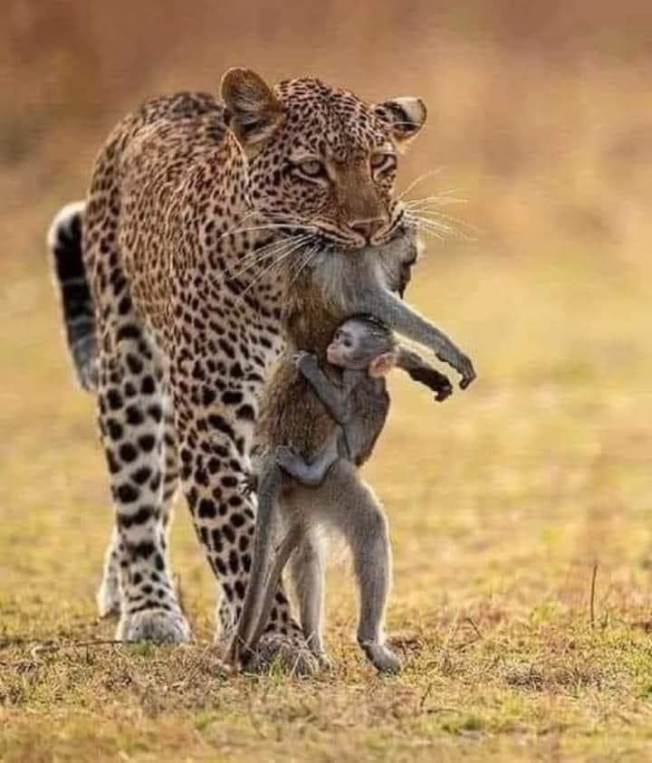 یہ چیتاپاکستان کی اشرافیہ ہے
اس کےجبڑوں میں پھنسی بندریانہیں
پاکستانی عوام ہیں اس سب سےبے خبر ماں کےسینےسےلگا بچہ ہمارےبچوں کی طرح ہے 
جنھیں معلوم نہیں کہ والدین پرکیاگزر رہی ہےاور یہ بھی پتہ نہیں کہ انکااپناکیامستقبل ہےکیا کوٸی معلوم نہیں۔
<a href="/PSTAKF/">پاکستان سنی تحریک نکیال</a>