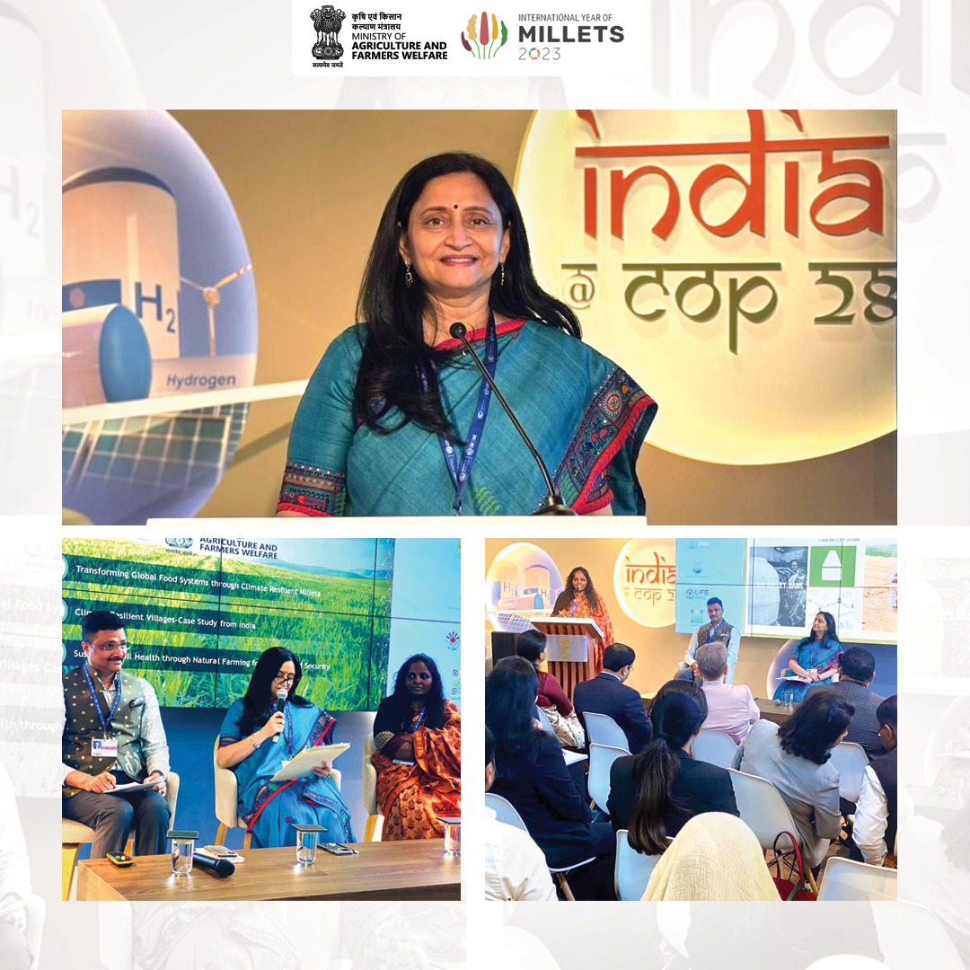 During the event at India Pavilion, at #COP28 Ms. Shubha Thakur, Joint Secretary (Crops), DA&FW, GoI, moderated a session on ‘Transforming global food systems through climate-resilient millets,' emphasizing momentum gained by millets as climate-friendly choice for farmers.