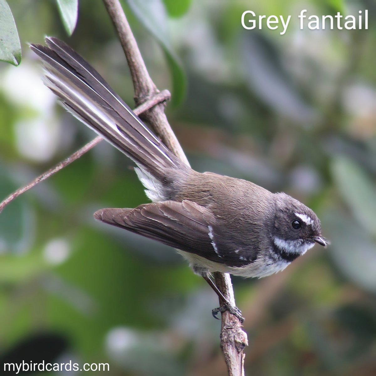 New addition! ➡️ Grey fantail 🌏 #Australasianbirds #Australianbirds | #mybirdcards #birdcards #birds🦜