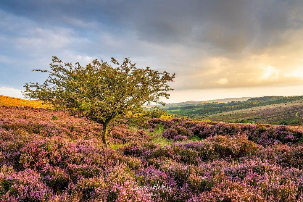 GaryHolpin's tweet photo. Yay it's #Sundayvote time! My winner is number 1, how about you???👇 

Please support my art with a Repost👍 

1. Sunset in the bluebell field
2. Dartmoor heather sunset
3. Ice day above Exeter
4. Spring at Burrow Mump

#dailyphotos #Dartmoor #Devon #somerset https://t.co/aJSQ24qAEA