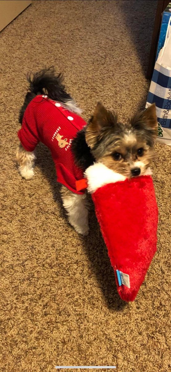 Gio. Two years ago. Happy Sunday everyone 🥰🫶🏼🐾😘👋🏻#dogsarelove #dogsofX #santaslittlehelper #smile