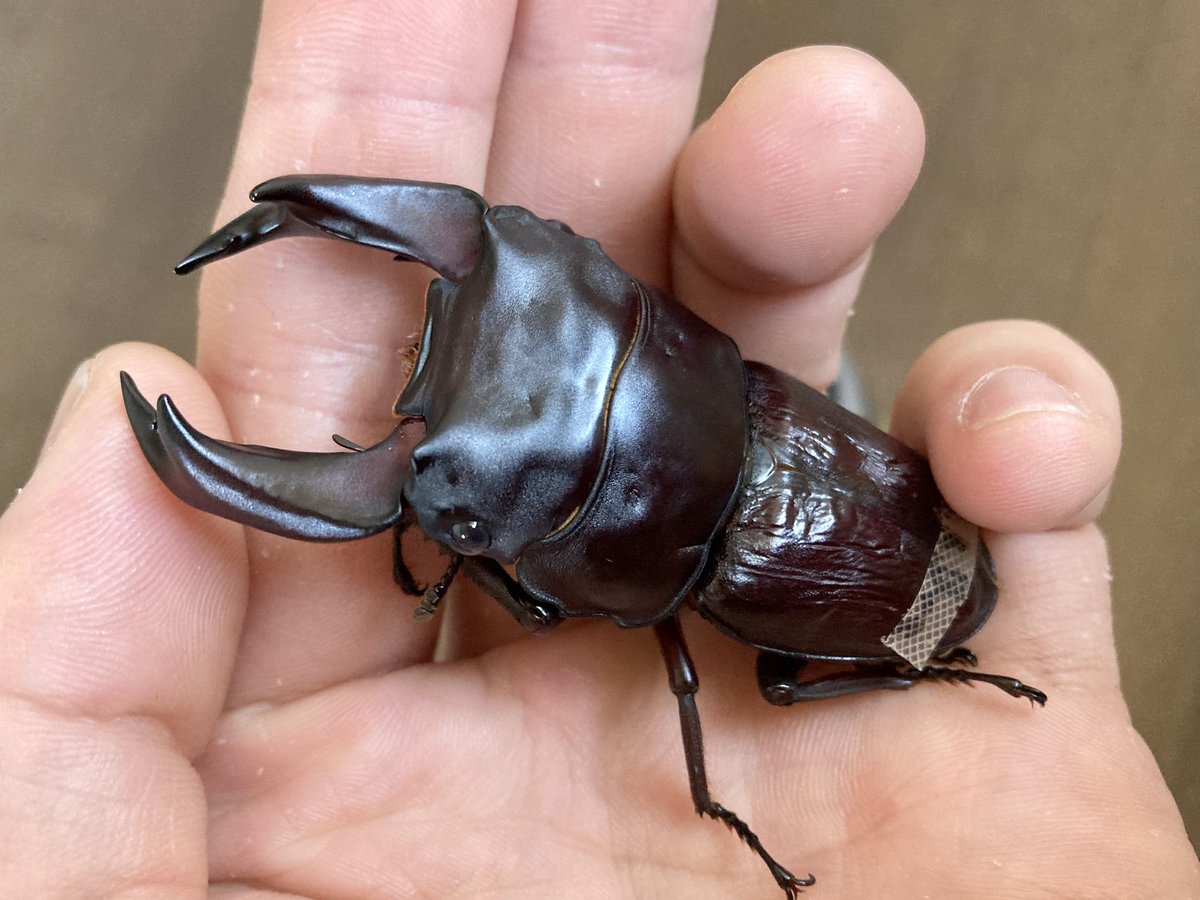 2023年ブリード羽化個体投稿。　
1発目はA160F🐟

前胸の無駄なワイド感もなく、尻がコンパクトでバランスの良い個体。

頭部の凹凸(えくぼみたいなやつ)もハッキリしていて、細かな部分の発現が個人的に気に入ってます🎯

現状、羽化個体の殆どがメスで、蛹もいないのでたいして進捗がありません(^^;;