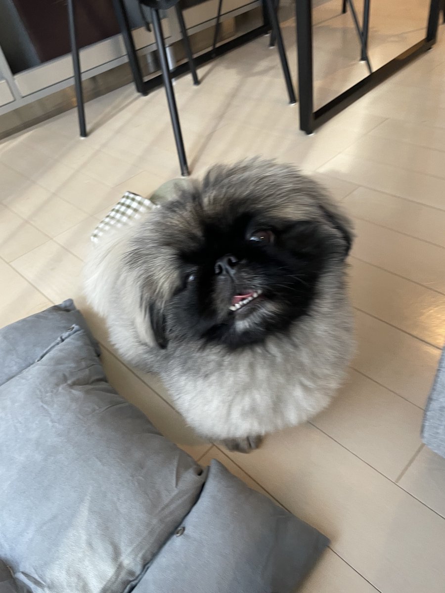 ししまる しし丸 (@shishimaru_pe) / Posts / X