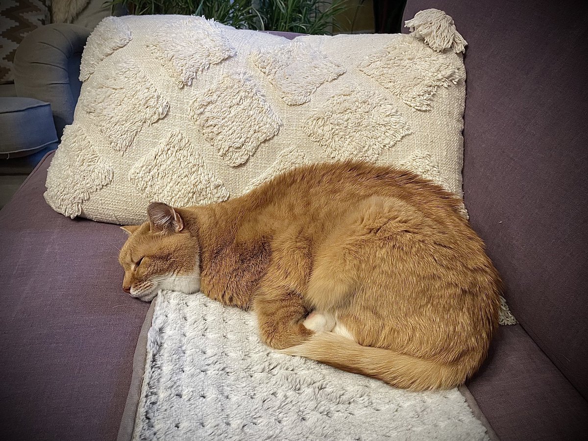 My senior cat Elli enjoys her new heated blanket. #catsoftwitter