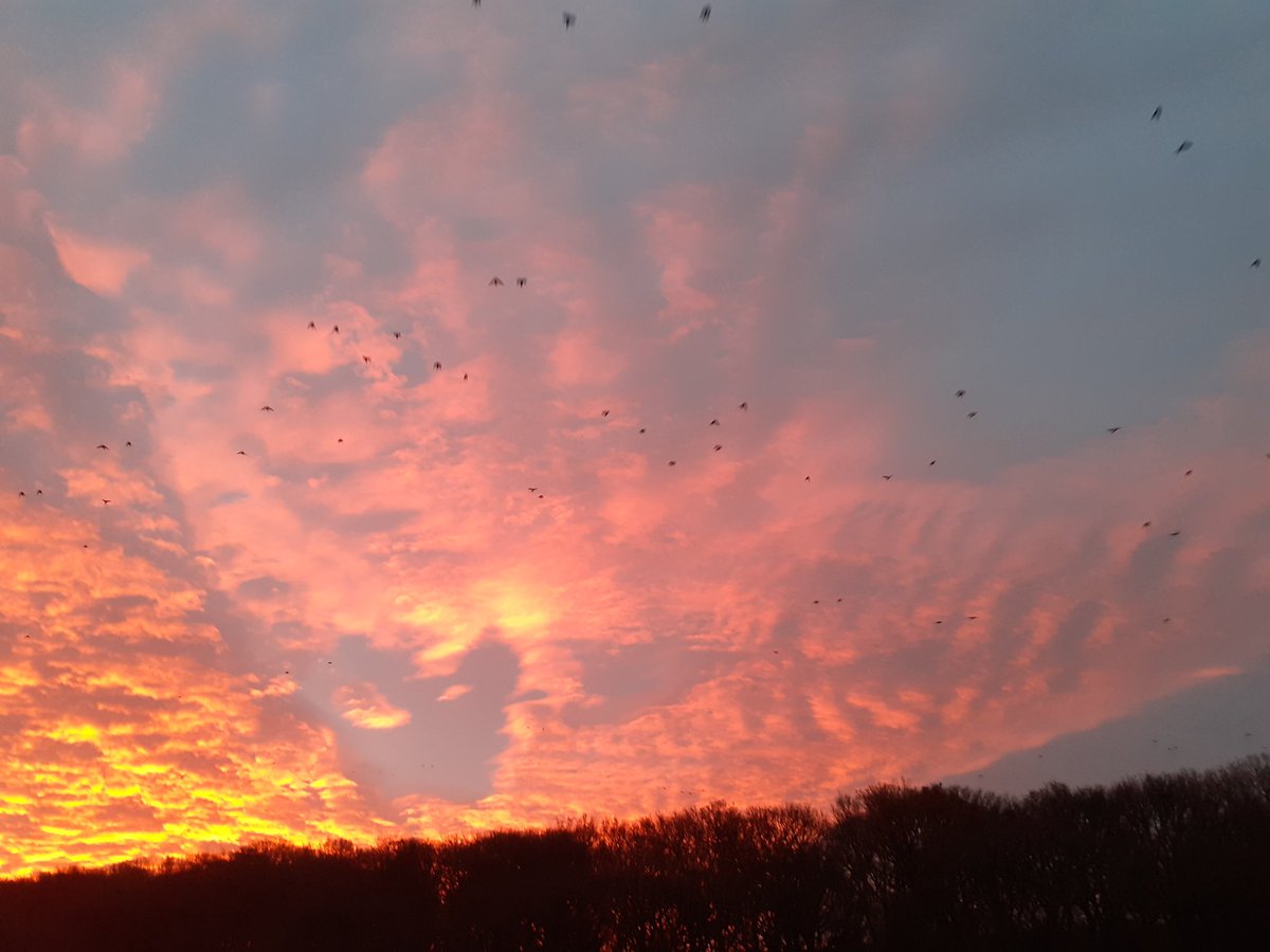 Greeneddy's tweet image. Every morning, just after dawn, the crows leave their roosts in Old Spring Wood, and fly west, over my house, making racket. It's rather wonderful. @OSWMeadow @FriendsNcliffe @BradfordNature #Shipley