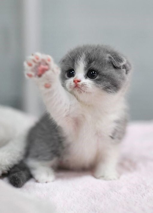 Odal Kater (@odalkater) on Twitter photo 