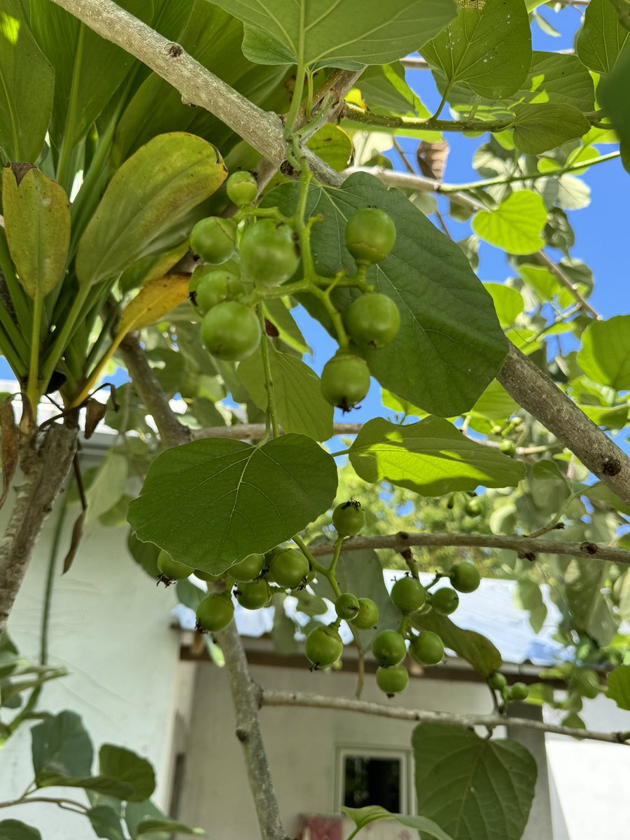 ZuvanDhaduveria's tweet photo. Mee kon fruit eh tho ? Mee addu meedhoo geakun fenunu rare fruit eh.
#GrowWithOoredoo #AdduMeedhoo #rarefruit #farming #eHubAddu https://t.co/lo1vq3Tl5h