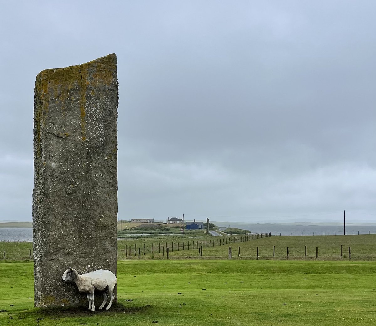 Hiding from the wind blown rains high up in the north. A sheltering sheep on Orkney from earlier this year. Standing stones at Stenness for #StandingStonesSunday