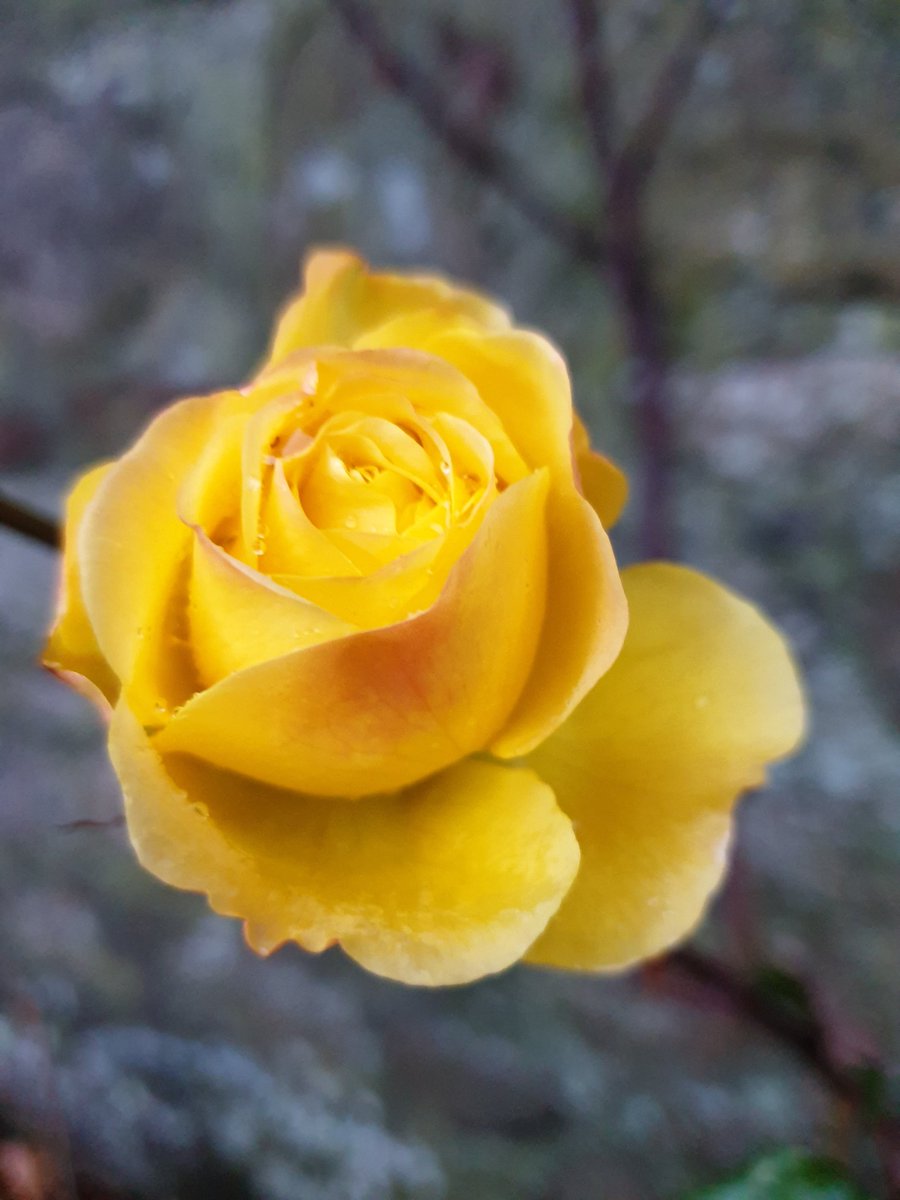 #sundayyellow to brighten the day 💛