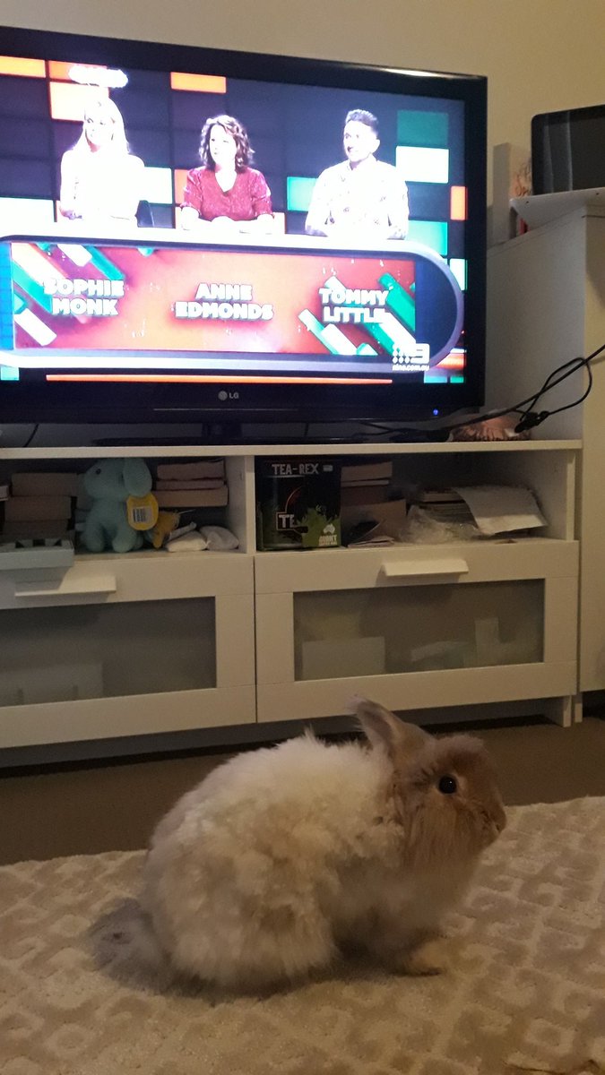Ralphy has been enjoying his favourite show as a Christmas special @andytomlee Merry Christmas everyone. 
#thehundredwithandylee #channel9 #sundaynight #sundayvibes #housebunny