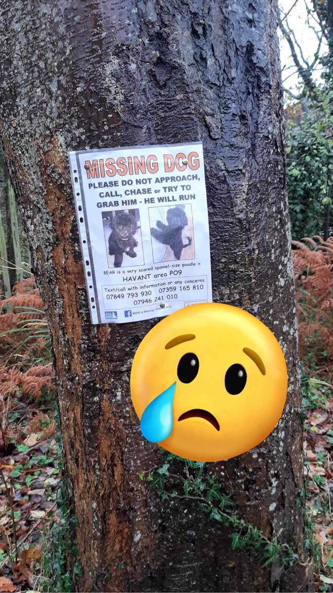 Lost Dog Recovery UK South (@recoverydog) on Twitter photo ❌ALERT❌
BEAR - missing 3/12 #Havant #Portsmouth UK #PO9
SCARED - WILL RUN 😢
‼️PLEASE KEEP EYES PEELED‼️
🚫DO NOT FOLLOW/GRAB/CHASE/PRESSURE
☎️ PLEASE CALL IF SPOTTED 🙏🏻
<a href="/SAMPAuk_/">Stolen&Missing Pets</a> <a href="/sar_dogs/">Drone_SAR_For_Lost_Dogs_UK</a> <a href="/DogLostUK/">DogLost</a> <a href="/Dogs_Today/">Dogs Today</a> <a href="/LostDogAlertUK/">LostDogAlertUK</a> @FINDMISSINGDOGS <a href="/Harveysarmy1/">Harvey's Army</a>
#missingdog ❌ALERT❌
BEAR - missing 3/12 #Havant #Portsmouth UK #PO9
SCARED - WILL RUN 😢
‼️PLEASE KEEP EYES PEELED‼️
🚫DO NOT FOLLOW/GRAB/CHASE/PRESSURE
☎️ PLEASE CALL IF SPOTTED 🙏🏻
<a href="/SAMPAuk_/">Stolen&Missing Pets</a> <a href="/sar_dogs/">Drone_SAR_For_Lost_Dogs_UK</a> <a href="/DogLostUK/">DogLost</a> <a href="/Dogs_Today/">Dogs Today</a> <a href="/LostDogAlertUK/">LostDogAlertUK</a> @FINDMISSINGDOGS <a href="/Harveysarmy1/">Harvey's Army</a>
#missingdog