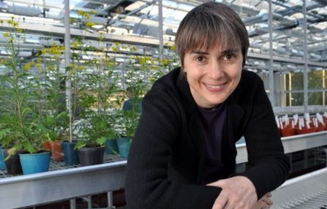 Botany on @BBCRadio3!  Dame Ottoline Leyser shares passion for plants as extraordinary & astonishing, & her fascination for plant genetics & plant growth hormone auxin. Music choices inc Mozart, VW & Debussy @MichaelBerkele2 #PrivatePassions @Cambridge_Uni ukri.org/people/chief-e…