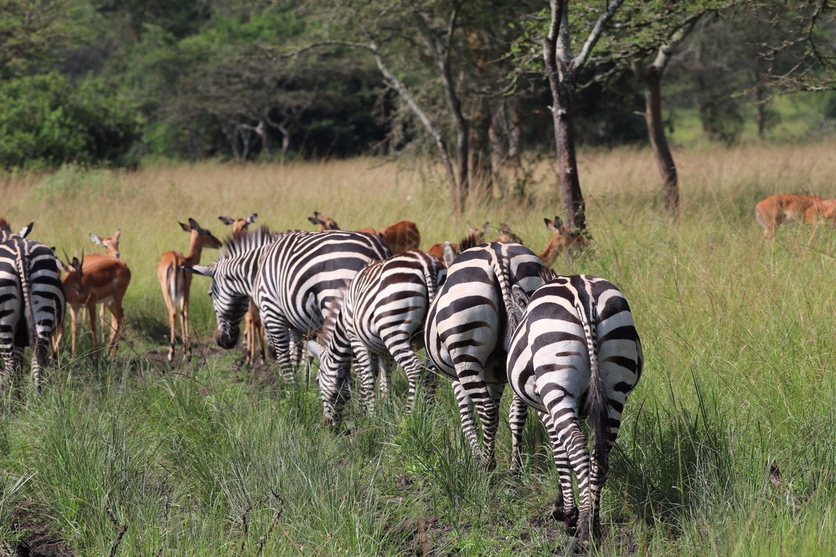 Did you know that the black & white stunning patterns on Zebras not only make them visually striking but also serve as camouflage against predators in the wild. 

Join us on a journey to discover more fascinating facts about 🦓✨

#ZebrasFacts #WildlifeTours #NatureExploration