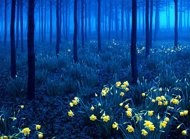 Blue Forest, North Greenwich, England #BlueForest #NorthGreenwich #England recipetom.com