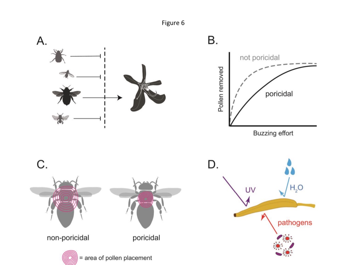Check out our new review on buzz pollination with @DrAverbee @annbot Harvesting pollen with vibrations: Towards an integrative understanding of the proximate and ultimate reasons for buzz pollination academic.oup.com/aob/article/do…