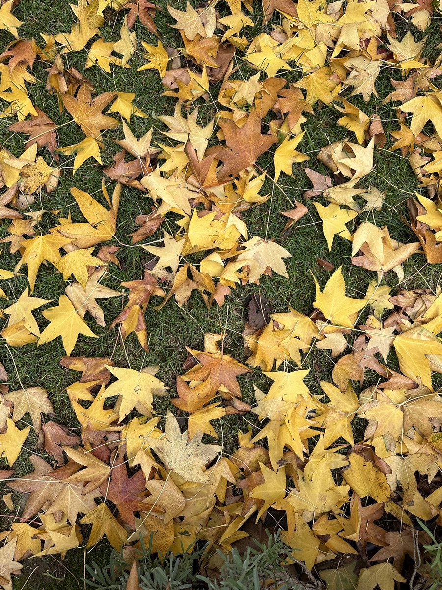 BoroBag's tweet photo. How beautifully leaves grow old. 
Lesson from the nature: Sometimes for rebirth death is inevitable. https://t.co/qf1UEXQyon