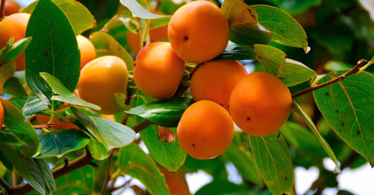 beatdiabetesapp.in/are-persimmons…